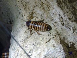 Haus des Meeres 4.02.2026